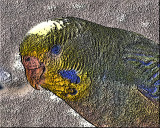 05 - budgie head - DSCN2316 - cartoon