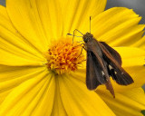 Dark butterfly - DSCN4687 