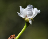 First Pear Blossom - IMG_2096