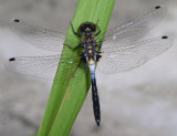 Frosted Whiteface Dragonfly