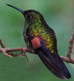 Hummingbird, Costa Rica