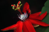 Bird Of Paradise Flower