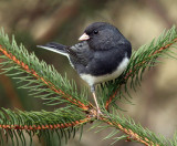 Junco