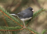 Junco