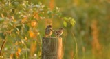 Pair of Song Sparrows