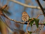 Field Sparrow