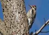 Yellow-bellied Sapsucker  (Male)