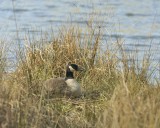 Canada Goose on her Nest