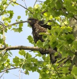 Bald Eagle (Immature)