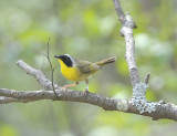 Common Yellowthroat Warbler (Male)