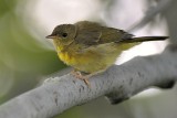 Common Yellowthroat Warbler (Immature)