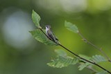 Ruby-throated Hummingbird