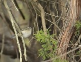 Golden-crowned Kinglet