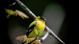 American Goldfinch (Male)