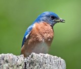 Eastern Bluebird (Male)