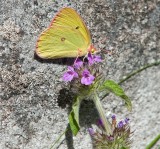 Pink-edged Sulphur Butterfly on Hemp Nettle
