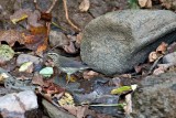 Northern Waterthrush Warbler