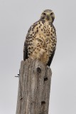 Swainsons Hawk (Immature)