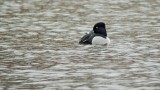 Ring-necked Duck (Male)