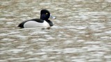 Ring-necked Duck (Male)