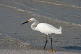 Snowy Egret