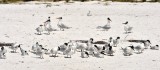 Terns-on-the-Beach