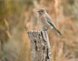 Mountain Bluebird (Female)