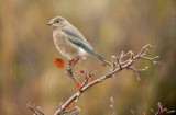Mountain Bluebird (Female)