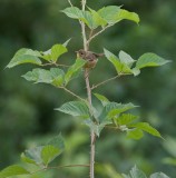 Common Yellowthroat (Immature)