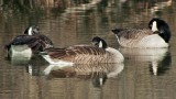 Canada Geese