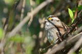 White-throated Sparrow (Male)