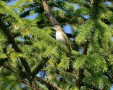 Red-eyed Vireo