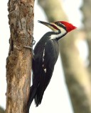 Pieliated Woodpecker (Male)