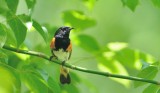 American Redstart Warbler (Male)