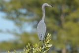 Little Blue Heron (with gecko)