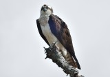 Osprey