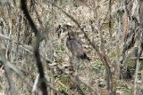 Red-shouldered Hawk