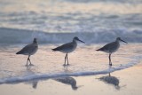 Shorebirds at Sunset on  Anna Maria Island