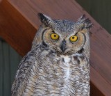 Great Horned Owl