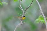 Common Yellowthroat (Male)