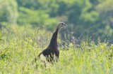 Wild Turkey Hen