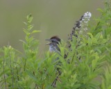 Swamp Sparrow