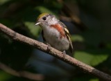 Chestnut-sided Warbler