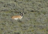 American Antelope