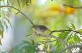 Palm Warbler