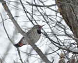 Northern Flicker (Male Red-shafted)