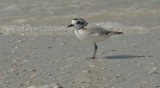 Snowy Plover