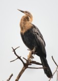 Anhinga