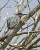 Green Heron