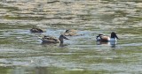 Northern Shovelers